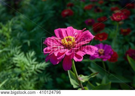 Beautiful Zinia Flower In Bloom. Plant Blossom.