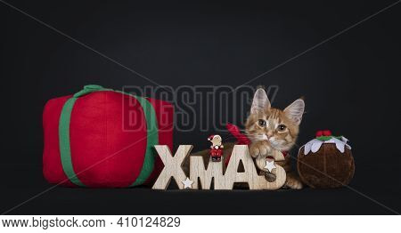 Cute Red Maine Coon Cat Kitten, Wearing Green Elf Suit, Laying Down Between And Behind Toy Present, 