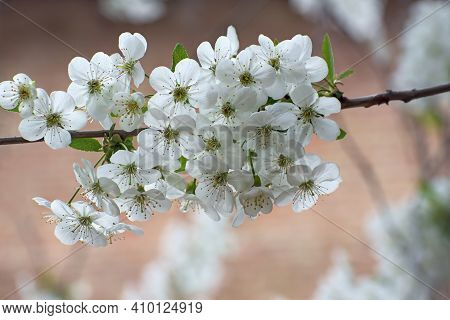 Branch Of  Flowering White Cherry Tree In Blurred Light Multicolored  Floral Background. Spring Or S