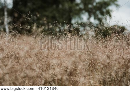 A Close Up Photo Of A Silver Hairgrass Field