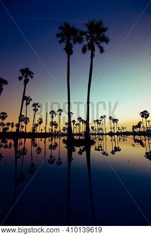Palm Trees Are Reflecting On Water At Sunrise