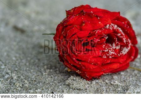 Red Rose On The Beach With The Sand. Macro Shot Of Red Rose On Beach Covered With Sand