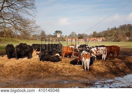 Herd Of Cows In Pretty Uk Countryside In Winter, With Hambleden Village In The Background. Chiltern 