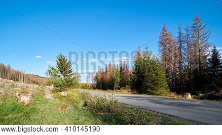 Deforested Forest Along Brocken Road Near Schierke In Harz National Park In Germany