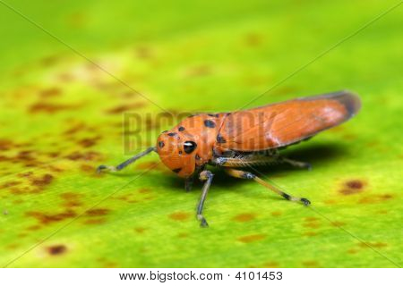 Oranžový list Hopper