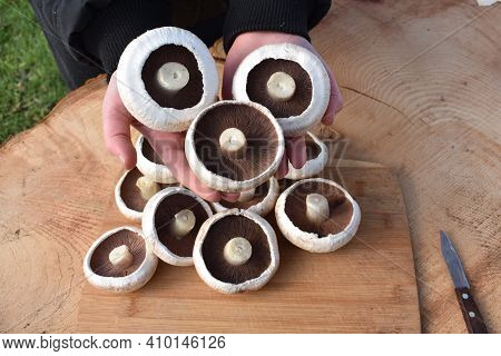 Raw Eatible Flat Mushrooms Ready To Cook.