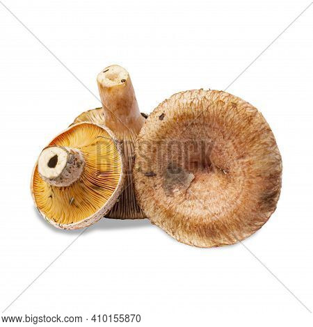 Bearded Milkcap Mushrooms Or Woolly Milkcap Close Up On White, Isolate