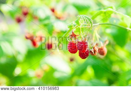 Young Sprouts Of Raspberries At Garden. Argicultural Concept.