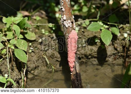 Beautiful Pink Color Eggs Of Golden Apples Snail Stuck On The Old Bamboo