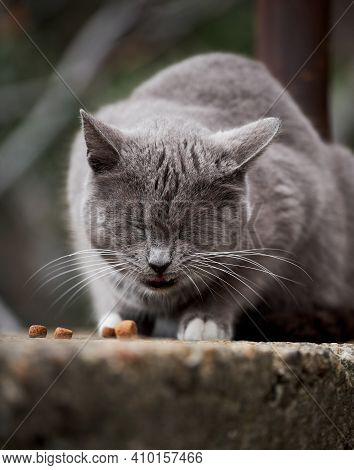 Cast Lone Cat Mutt Survive In Harsh Conditions. Beautiful Gray And White Street Cat Has Found Dry Fo