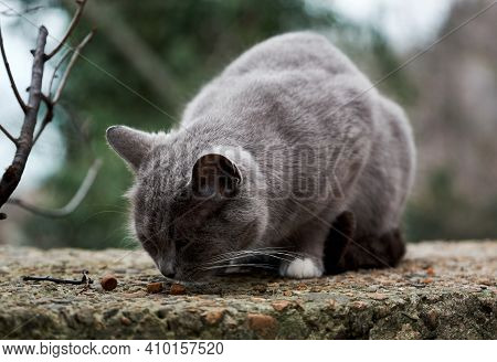Cast Lone Cat Mutt Survive In Harsh Conditions. Beautiful Gray And White Street Cat Has Found Dry Fo