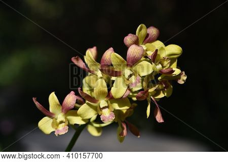 Beautiful Dendrobium Orchid In Plantation With Black Background