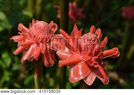 Red Torch Ginger Flowers In The Plantation .it Is Colorful Flower