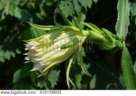 A Dragon Fruits Flower Blooming In Plantation .