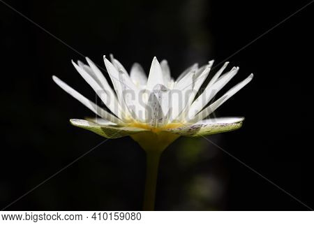 Side View Of White Waterlily Is Blooming In Plantation With Black Background