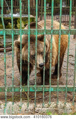 Park Of Foresters Of Bashkiria In Ufa. Bear In The Enclosure.