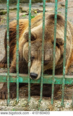 Park Of Foresters Of Bashkiria In Ufa. Bear In The Enclosure.