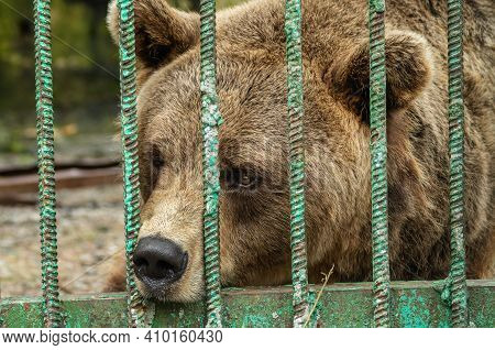 Park Of Foresters Of Bashkiria In Ufa. Bear In The Enclosure.