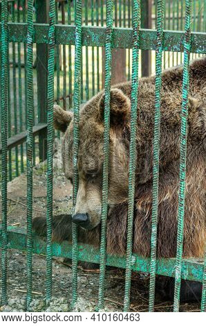 Park Of Foresters Of Bashkiria In Ufa. Bear In The Enclosure.