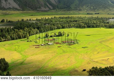In The Valley Of The Chulyshman River In Altai, There Is A Large Green Meadow, In The Middle Of The 