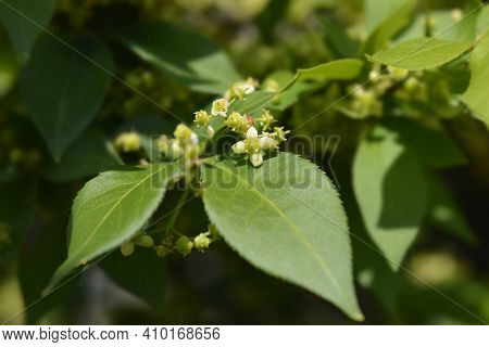 Compact Burning Bush - Latin Name - Euonymus Alatus Compactus