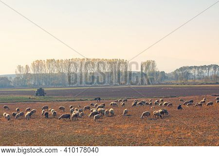 Sheeps Grazing In The Company Of A Shepherd. Herd Grazing With A Shepherd. Sheep Grazing In The Fiel