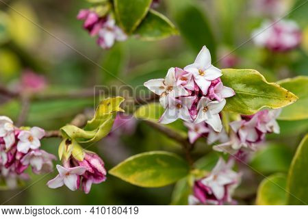 Macro Shot Of Perfume Princess Daphne Flowers In Bloom