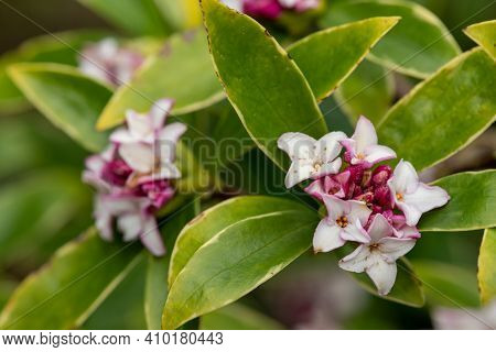 Daphne (perfume Princess) Flowers