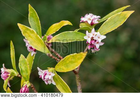 Daphne (perfume Princess) Flowers