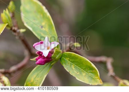 Daphne (perfume Princess) Flowers