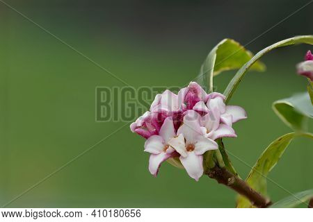 Daphne (perfume Princess) Flowers
