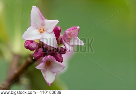 Daphne (perfume Princess) Flowers