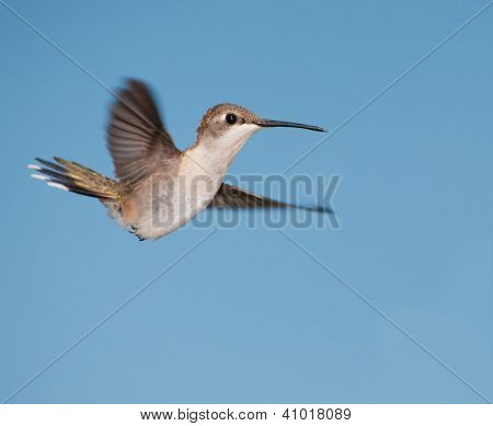 Bela fêmea colibri rubi - throated em vôo com sua cauda e asas espalhadas