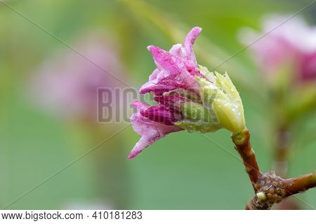 Daphne (perfume Princess) Flowers