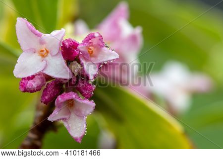 Daphne (perfume Princess) Flowers