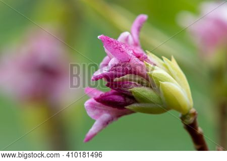 Daphne (perfume Princess) Flowers
