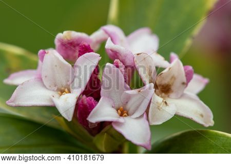 Daphne (perfume Princess) Flowers