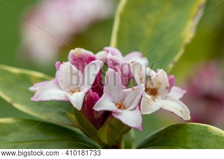 Daphne (perfume Princess) Flowers