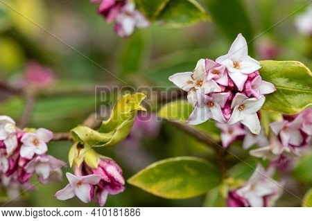 Daphne (perfume Princess) Flowers