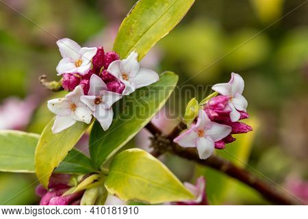 Daphne (perfume Princess) Flowers