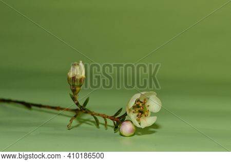 Branch Of Tree With Bloomig Spring Flower On Light Green Background. Space For Text