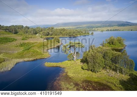 Caledonian Pine Tree At Loch Tulla In Scottish Highlands