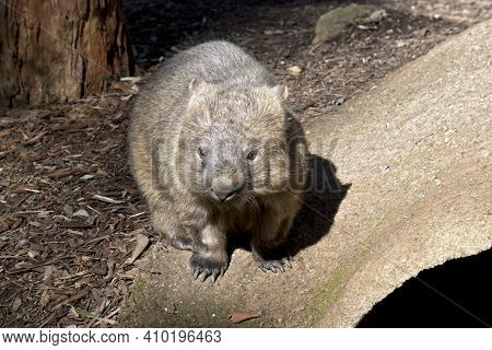 The Common Wombat Lives In Burrows Underground He Has Sharp Claws For Digging