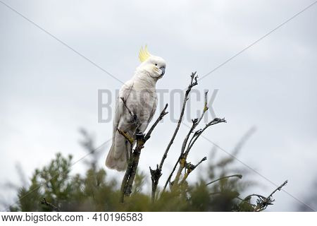 The Sulphur Crested Is A White Bitd With A Yellow Crest And A Black Beak
