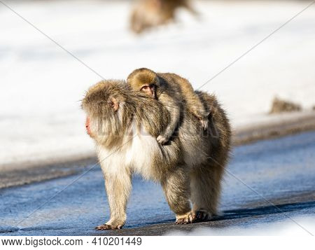 A Japanese Macaque, Macaca Fuscata, On The Road In Shiga Kogen, A Ski Resort And Nature Preserve In 