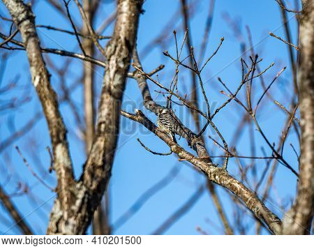 A Japanese Pygmy Woodpecker, Yungipicus Kizuki, In Bare Winter Trees In The Forests Near The Shiga K