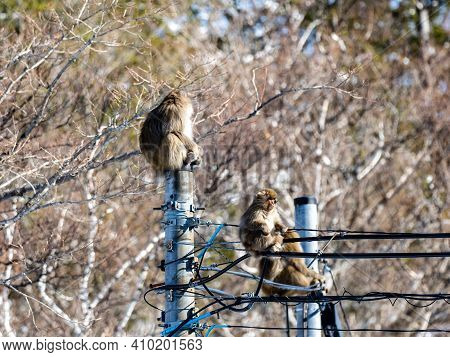 A Japanese Macaque, Macaca Fuscata, On A Power Pole In Shiga Kogen, A Ski Resort And Nature Preserve