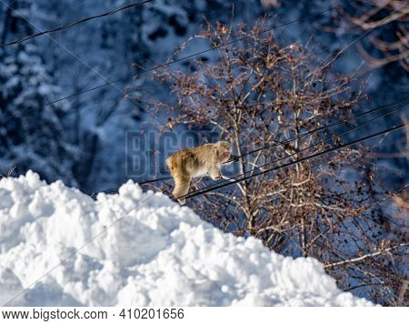 A Japanese Macaque, Macaca Fuscata, On Power Lines In Shiga Kogen, A Ski Resort And Nature Preserve 