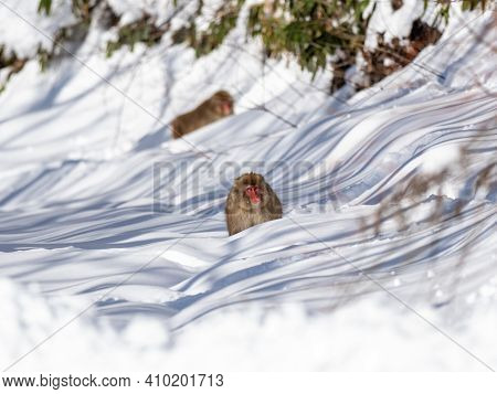 A Japanese Macaque, Macaca Fuscata, In The Deep Snow In Shiga Kogen, A Ski Resort And Nature Preserv