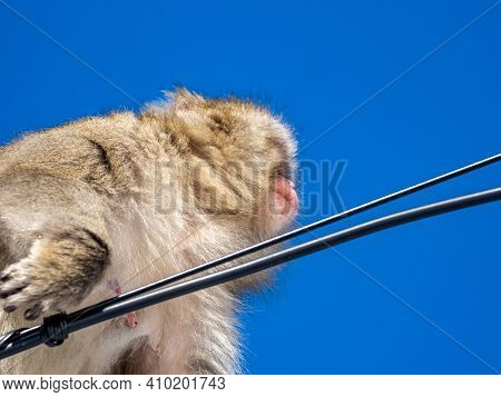 A Japanese Macaque, Macaca Fuscata, On Power Lines In Shiga Kogen, A Ski Resort And Nature Preserve 